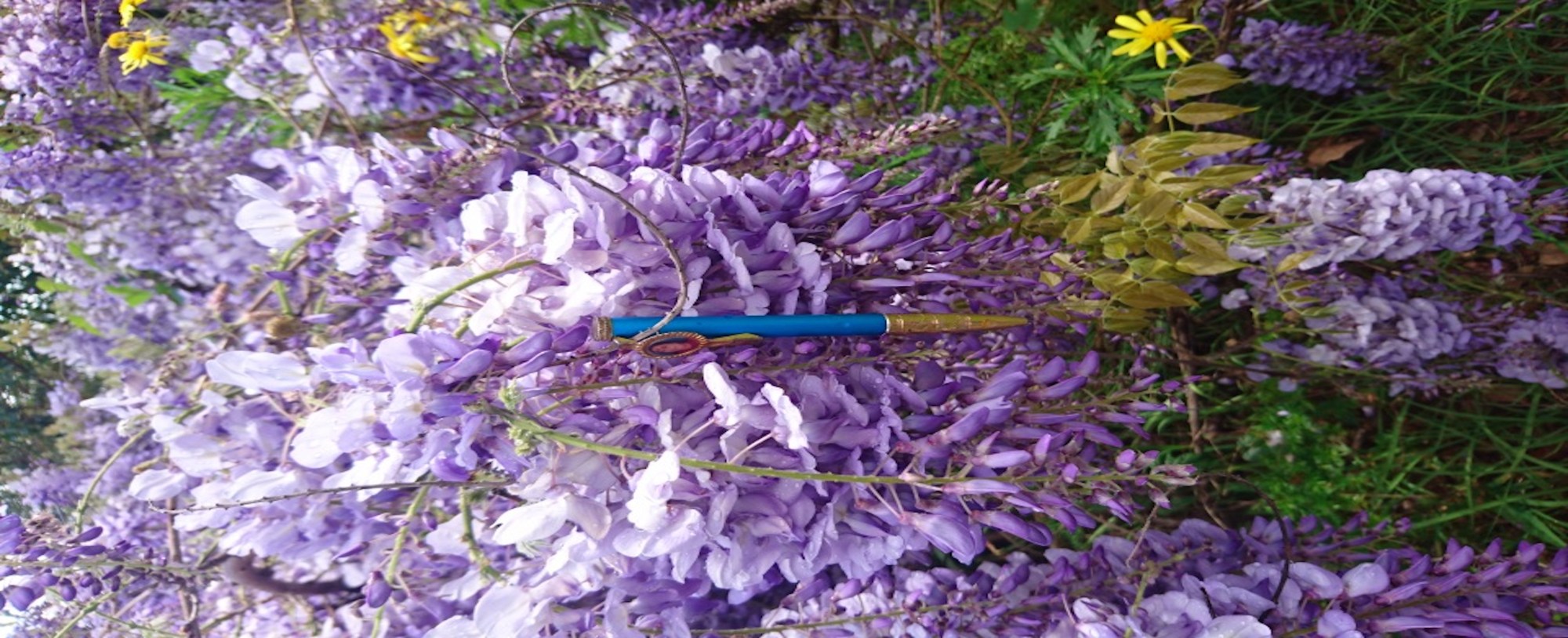 editor online english help tutor Sydney